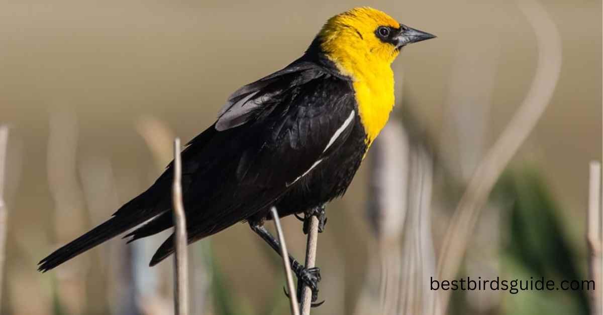 19 Types of Black Birds (Amazing Species)
