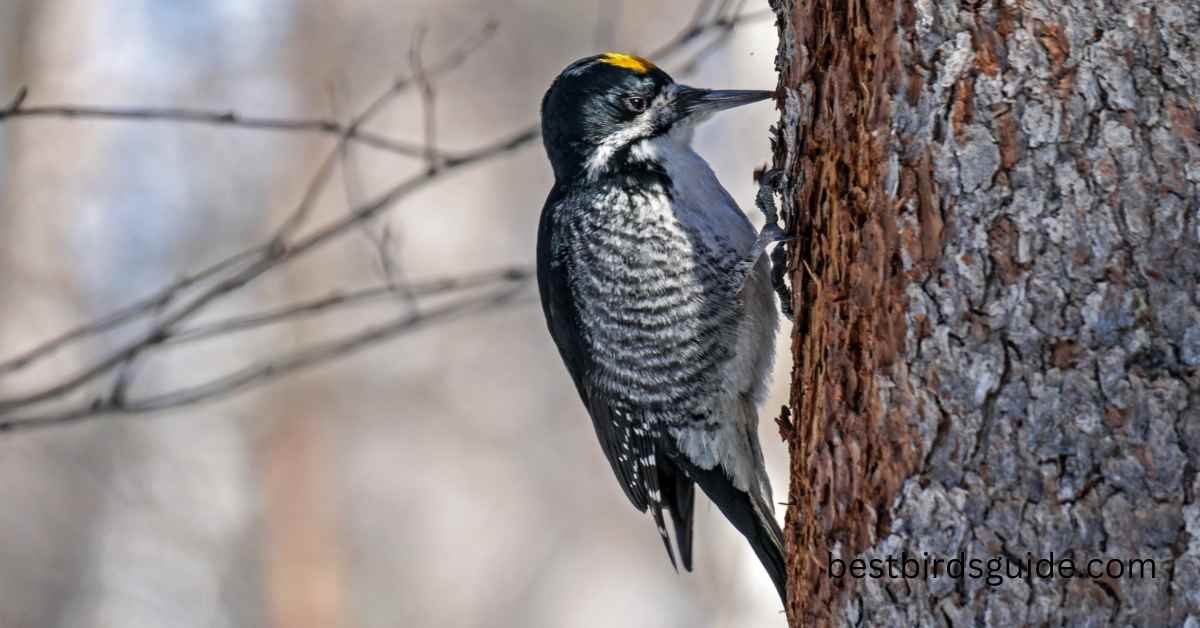 Idaho Woodpecker